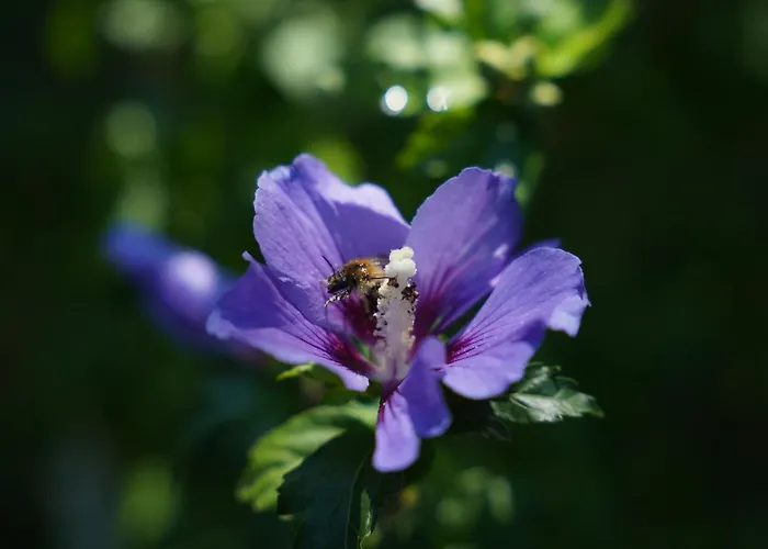 Bed & Breakfast Alferweiher